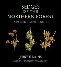 Sedges of the Northern Forest: A Photographic Guide cover