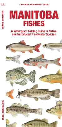 Manitoba Fishes: A Folding Guide to Native and Introduced Freshwater Species cover
