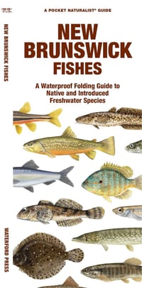 New Brunswick Fishes: A Folding Guide to Native and Introduced Freshwater Species cover
