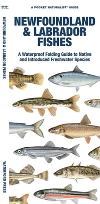 Newfoundland & Labrador Fishes: A Folding Guide to Native and Introduced Freshwater Species cover