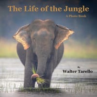 The Life of the Jungle: A Photo Book cover