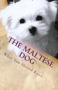 The Maltese Dog: What You Should Know cover