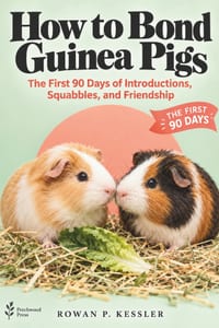 How to Bond Guinea Pigs: The First 90 Days of Introductions, Squabbles, and Friendship cover