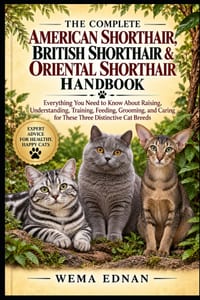 The Complete American Shorthair, British Shorthair & Oriental Shorthair Handbook: Everything You Need to Know About Raising, Understanding, Training, cover