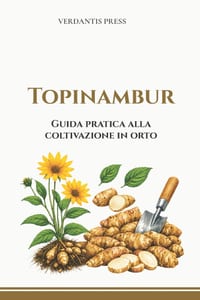 Topinambur: Guida pratica alla coltivazione in orto cover