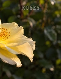 Roses: A Study in Bloom cover