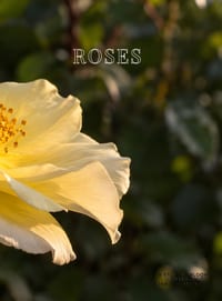 Roses: A Study in Bloom cover