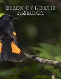 Birds of North America: A Birder's Year cover
