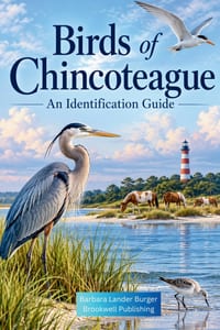 Birds of Chincoteague cover