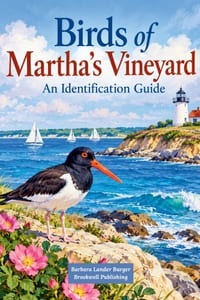 Birds of Martha's Vineyard: An Identification Guide cover