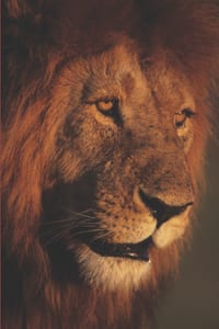 B'ajlom ii Nkotz'i'j Publications' Swahili Phrasebook: Ideal for Traveling to Kenya, Tanzania, DRC, and Uganda cover