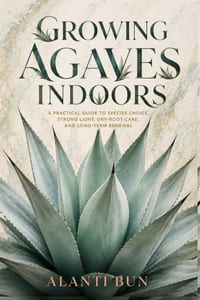 Growing Agaves Indoors: A Practical Guide to Species Choice, Strong Light, Dry-Root Care, and Long-Term Renewal cover