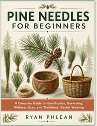 Pine Needles for Beginners cover