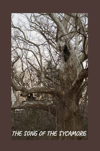 Song of the Sycamore: Owlivia's Legacy cover