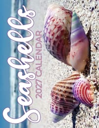 Seashells 2027 Calendar cover
