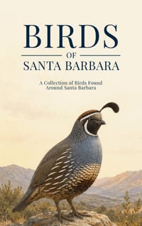 Birds of Santa Barbara: A Collection of Birds Found Around Santa Barbara cover