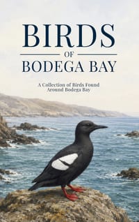 Birds of Bodega Bay: A Collection of Birds Found Around Bodega Bay cover